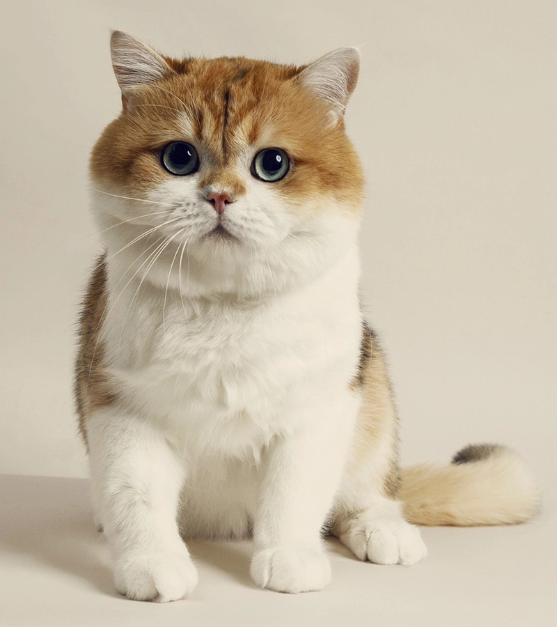 Totomo Cattery 貓舍理念
